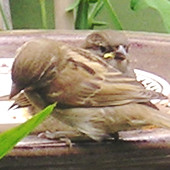 Sparrows feeding in the garden, June 2004.