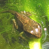 Froglet, with tail
