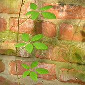 Akebia quinata stem against red brick
