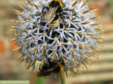 bees-on-globe-thistle-250713.jpg