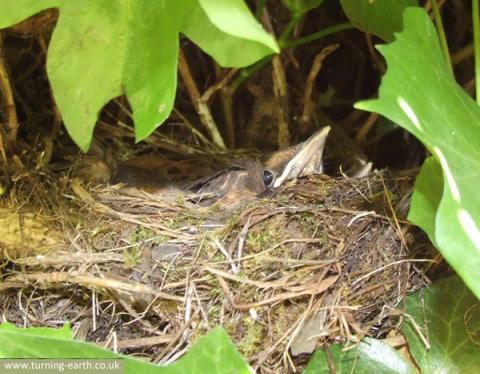 blackbirds-in-nest-030514.jpg