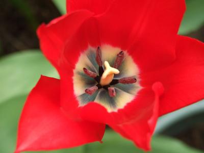 Red tulip, white centre, dark stamens, close-up
