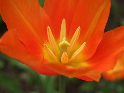 Orange tulip, close-up