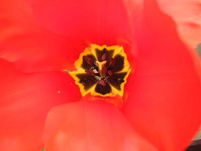 Red tulip, close-up