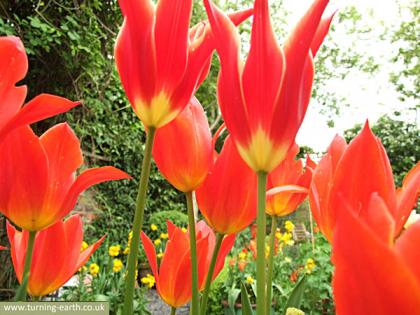 tulips-280414.jpg