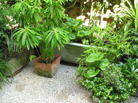 Plants in bath planter, 11 July 2005