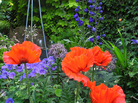 Bright summer flowers in the central area of the garden, June 2004