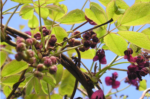 Akebia quinata - leaves and flowers against a blue sky