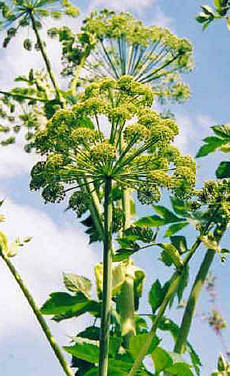 Angelica in flower, and about 12 feet tall . . . summer 2000