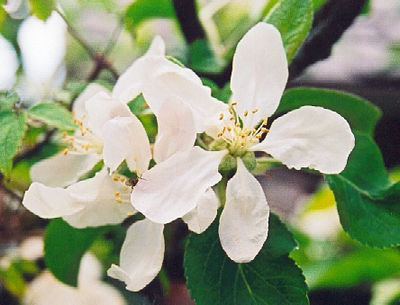 Apple tree blossom, spring 2002
