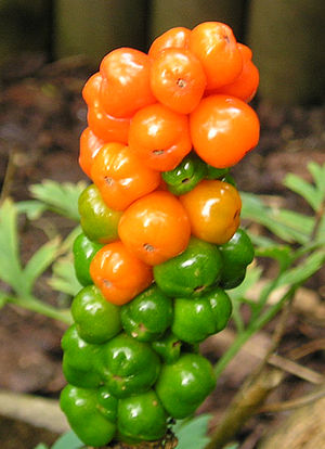 Berries of Arum italicum 'Pictum', turning from green to red, 4 September 2004