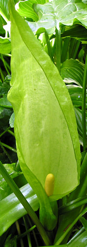 The strange-looking flower of Arum italicum 'Pictum', 2005