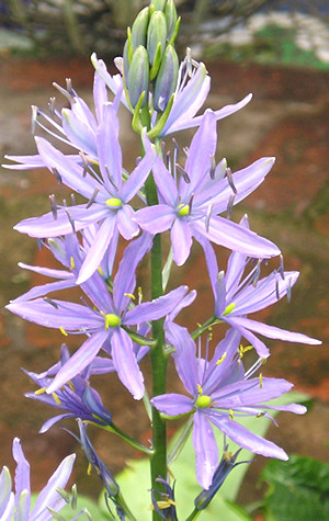 Camassia in flower, spring 2005