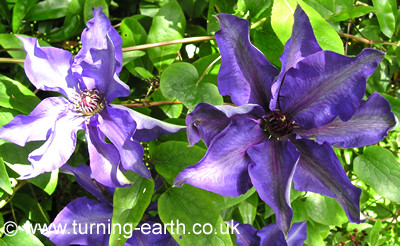 Clematis 'The President', May 2005