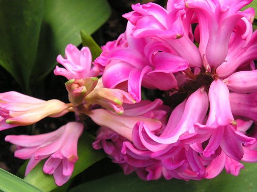 Pink hyacinth, March 2004