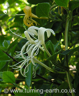 Close up of honeysuckle in flower, July 2006