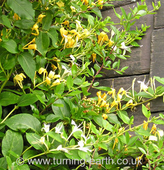 Showing honeysuckle in flower on shed roof