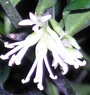 Close-up image of Sarcococca flower, January 2004