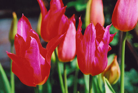 Tulip 'Mariette' - spring 2003