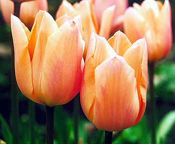 Tulip 'Apricot Beauty' in flower, May 2001