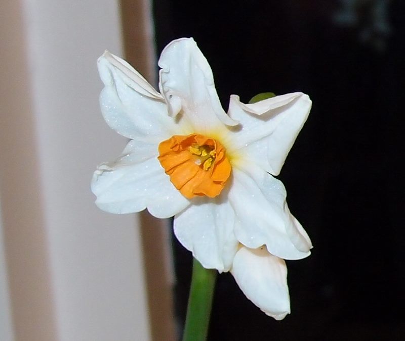 Narcissus in flower, 1 Jan 2016