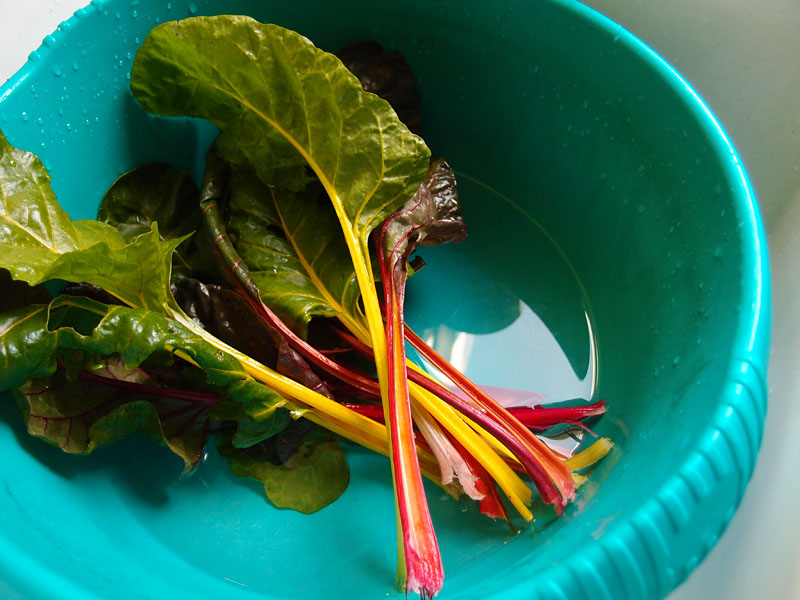 Small chard crop, from overwintered plants, 26 March 2017
