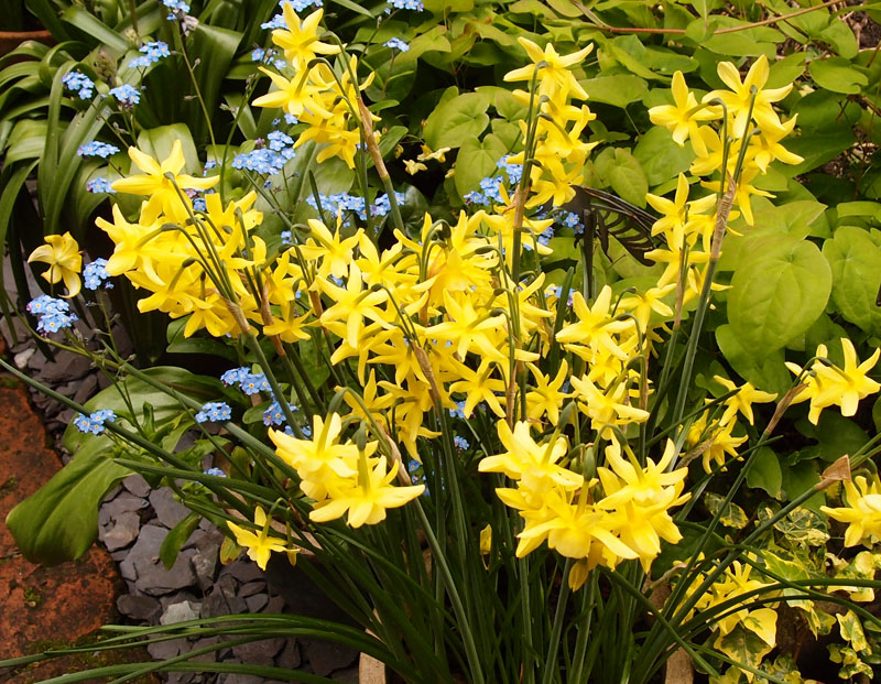Narcissus 'Hawera', 21 April 2017