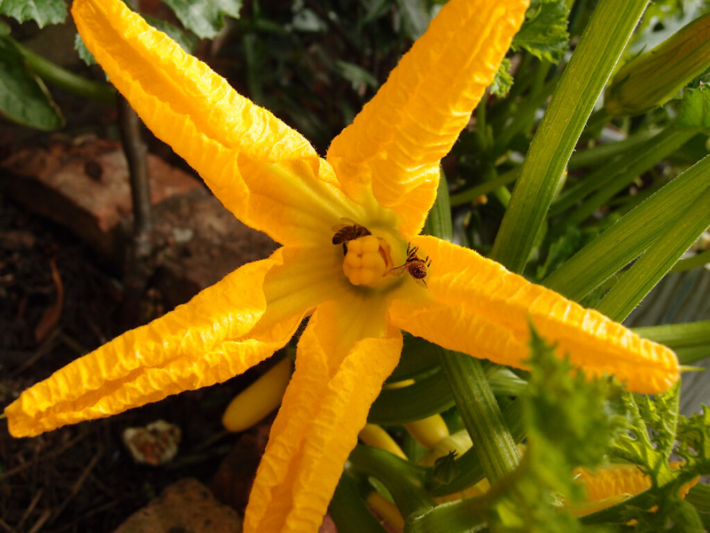 Bright yellow flower, with insects covered in pollen