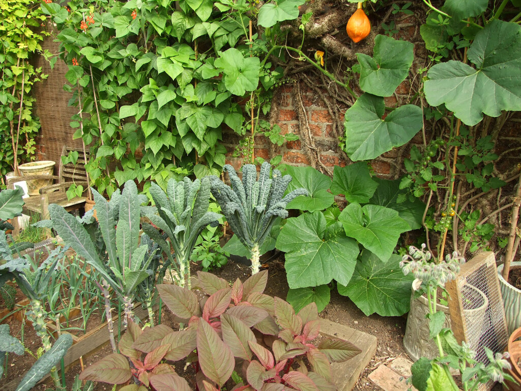Leaves of different colours and shapes, and an orange fruit of squash plant